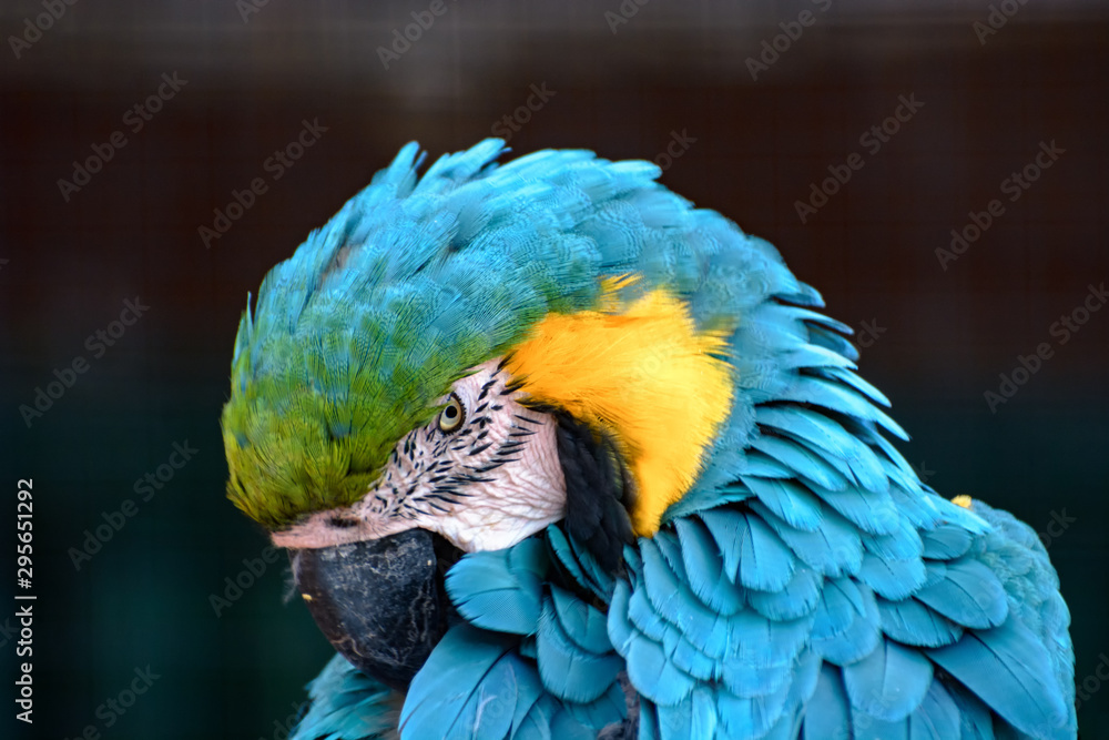 Natural Park Reserve Big Bird Macaw Ara Parrot