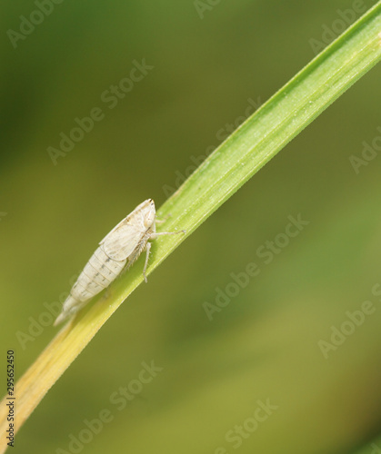 kleines weißes Insekt