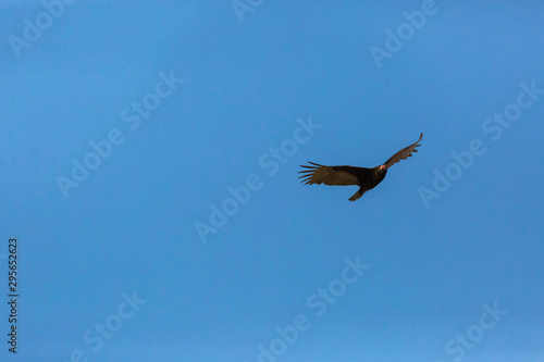 Turkey Vulture (Gallinazo, Jote de Cabeza Colorada) Latin Name: Cathartes Aura. Tongoy. Chile