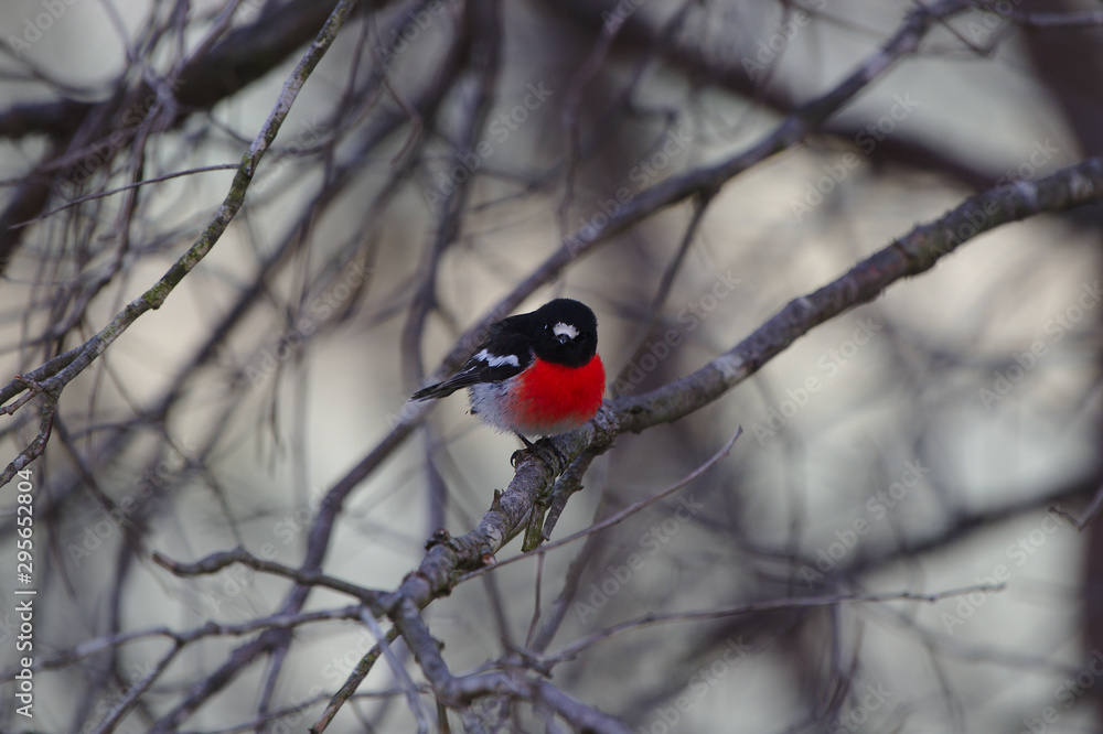 A Scarlet Robin taken on the Moore River, Western Australia A Scarlet Robin taken on the Moore River, Western Australia