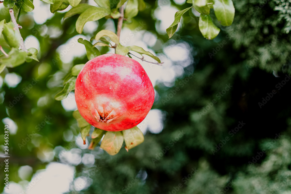 Red ripe pomegranate fruit on tree branch in the garden  orchard ready for harvest