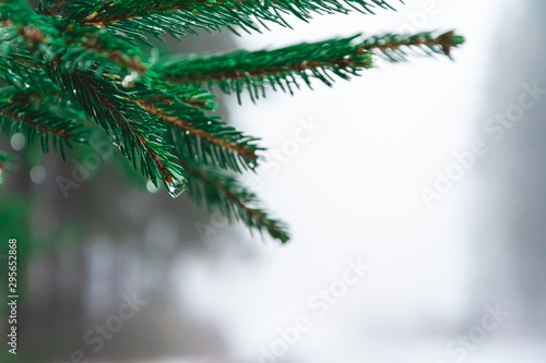 Fir needles in winter