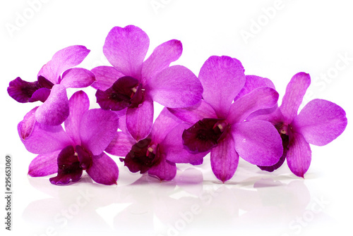  purple Phalaenopsis orchid flower isolated on white background © ruzz