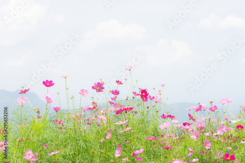 soft of pink flower and white sky with copy space for text