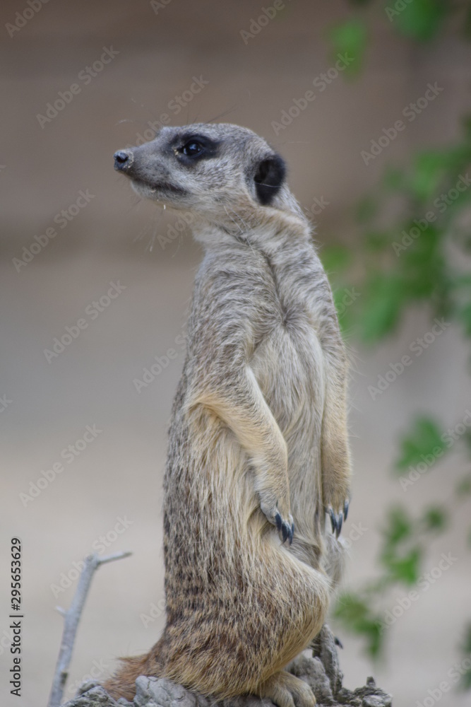 Fototapeta premium Stehendes Erdmännchen