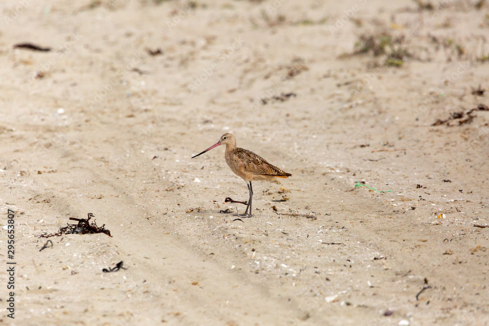 Marbled Godwit (Zarapito Moteado) Latin Name: Limosa Fedoa. Wetland. Tongoy. Chile Marbled Godwit (Zarapito Moteado) Latin Name: Limosa Fedoa. Wetland. Tongoy. Chile