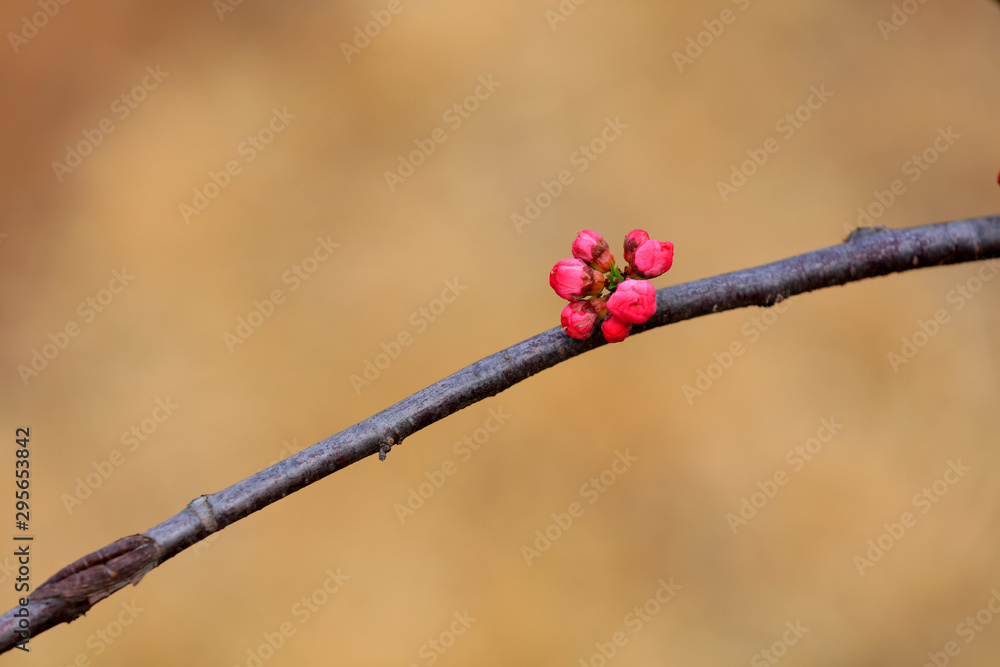 Flowering plum flowers