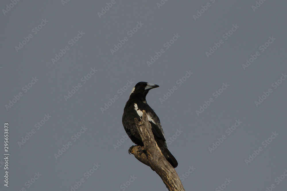 Fototapeta premium Magpie at the top of a dead tree on a cold, grey morning. Western Australia
