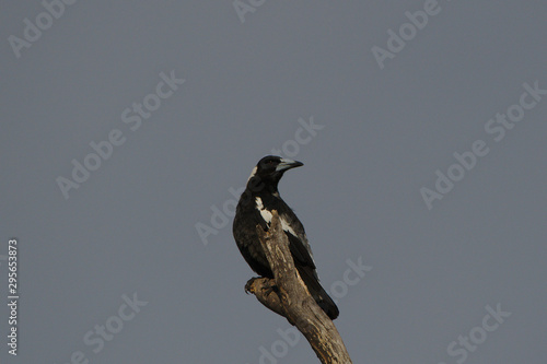 Magpie at the top of a dead tree on a cold, grey morning. Western Australia