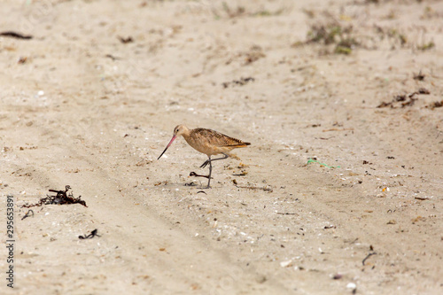 Marbled Godwit (Zarapito Moteado) Latin Name: Limosa Fedoa. Wetland. Tongoy. Chile photo