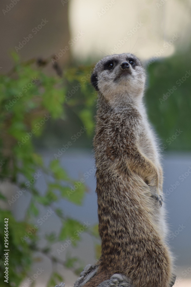 Fototapeta premium Stehendes Erdmännchen