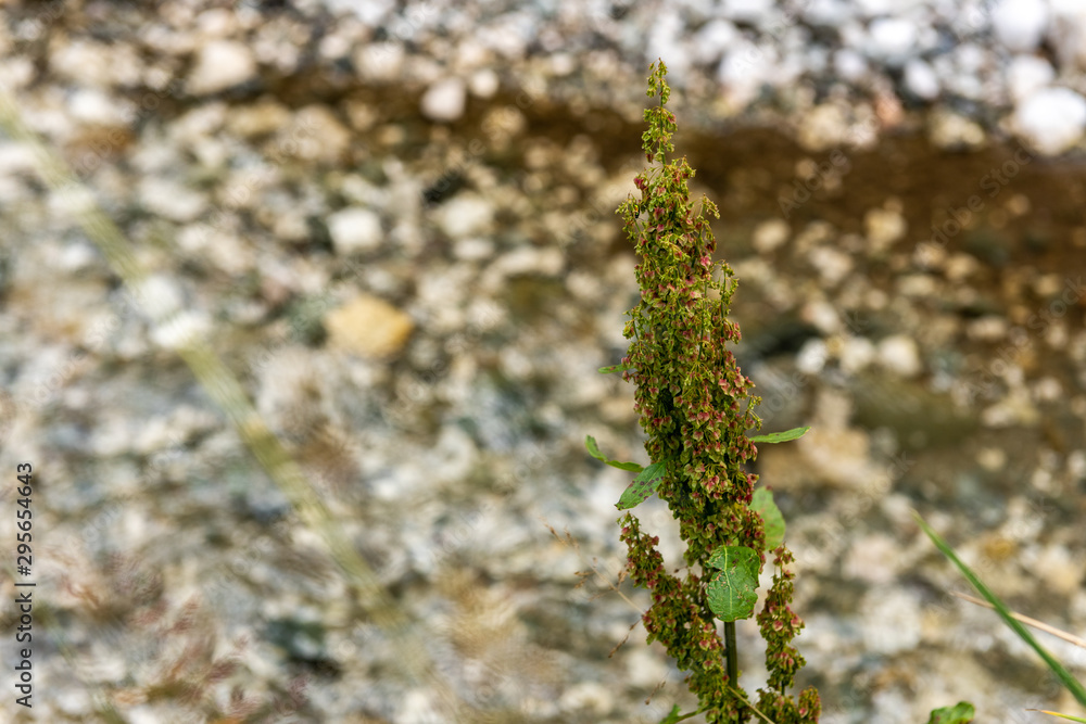 Naklejka premium Wild plants on river side, selective focus