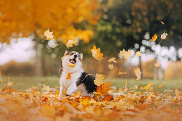 Pembroke Welsh Corgi playing in the leaves