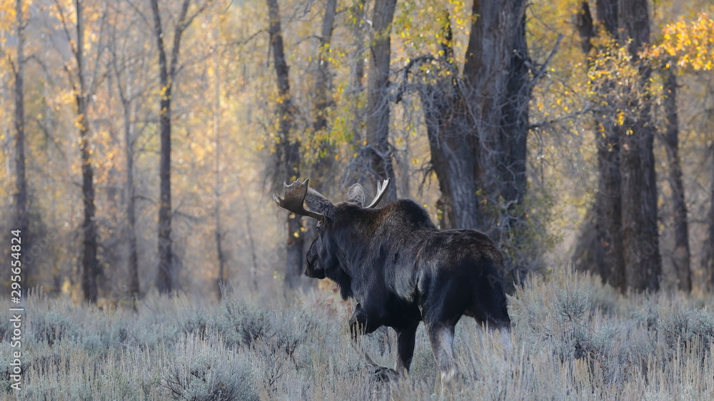outside the city of Jackson in Wyoming USA,I ve had several meetings with the American Elk, Moose.Each of the bulls was very large,even for American mesurements outside the city of Jackson in Wyoming USA,I ve had several meetings with the American Elk, Moose.Each of the bulls was very large,even for American mesurements