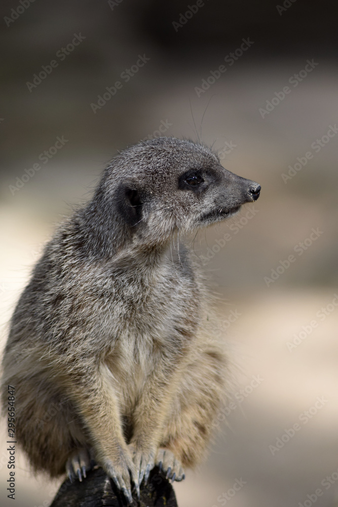 Fototapeta premium Erdmännchen