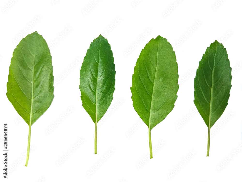 Fototapeta premium green leaf isolated on white background
