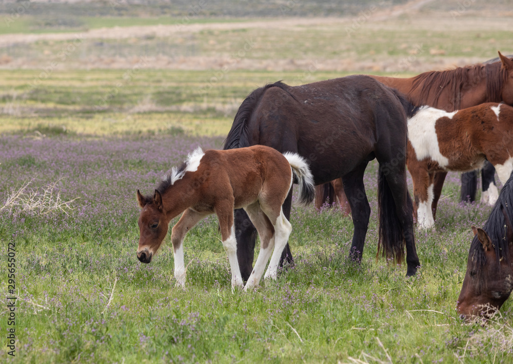 Wild Horses in Spring in the Utah Desert Wild Horses in Spring in the Utah Desert