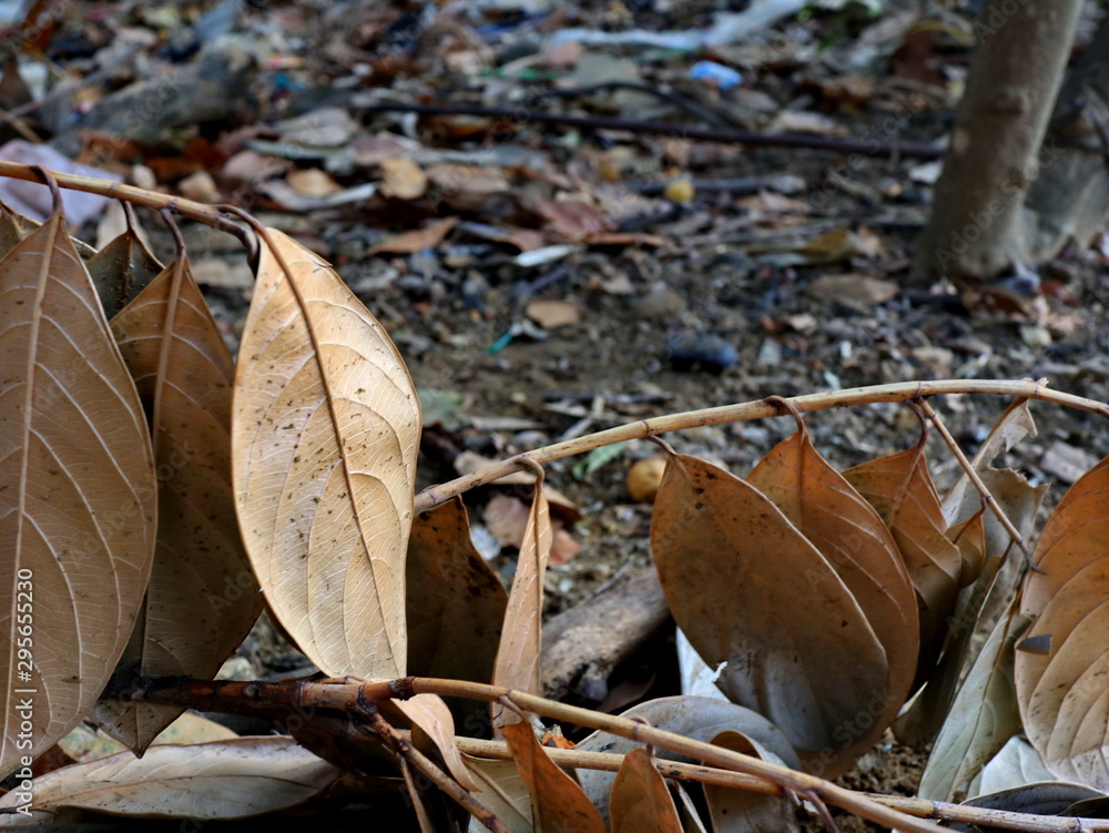Jackfruit leaves are dry, because they are old and dry due to lack of water Jackfruit leaves are dry, because they are old and dry due to lack of water