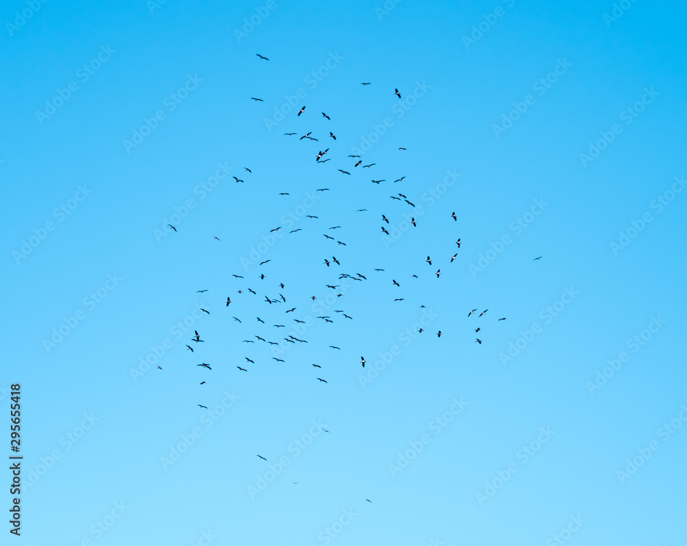 Obraz premium Black Storks Rising on a Thermal