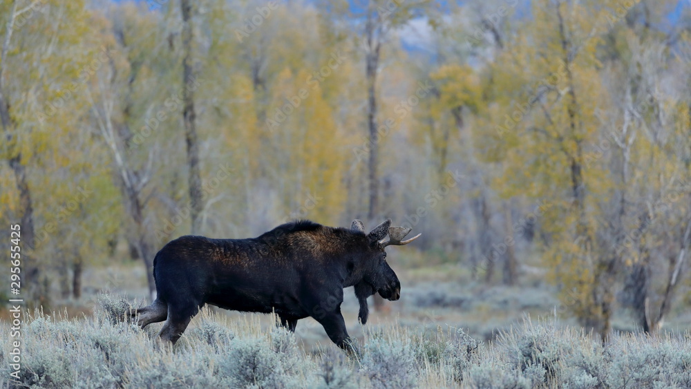 outside the city of Jackson in Wyoming USA,I ve had several meetings with the American Elk, Moose.Each of the bulls was very large,even for American mesurements outside the city of Jackson in Wyoming USA,I ve had several meetings with the American Elk, Moose.Each of the bulls was very large,even for American mesurements