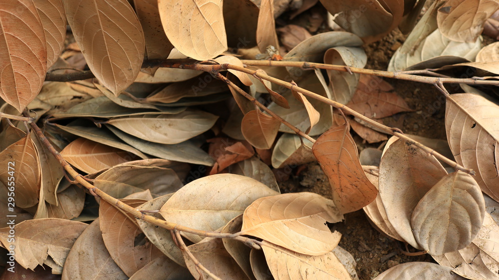 Jackfruit leaves are dry, because they are old and dry due to lack of water Jackfruit leaves are dry, because they are old and dry due to lack of water