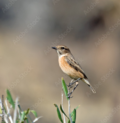 European Stonechat Female Perched on Twig