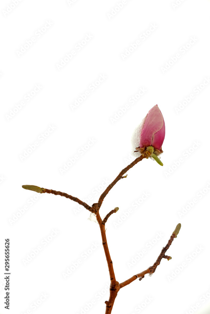 Fototapeta premium Ice covered Magnolia