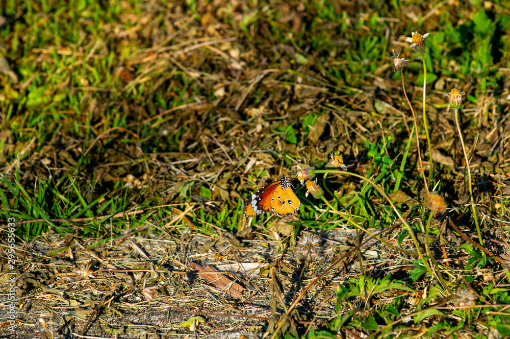 Butterflies on the island of the morning twigs look beautiful most common Butterflies on the island of the morning twigs look beautiful most common