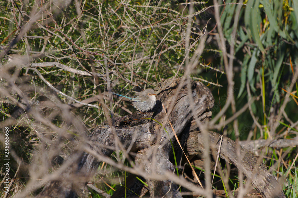 A female Splendid Fairy Wren on the banks of the Moore River, Western Australia