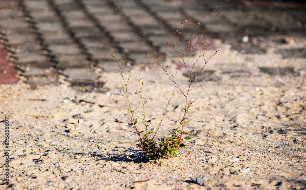 plants that thrive even in the cracks in the concrete floor   