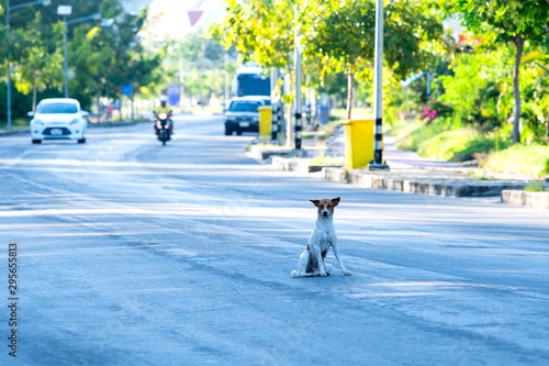The dog sits on the road in the morning bright, ignoring the cars being sailing 