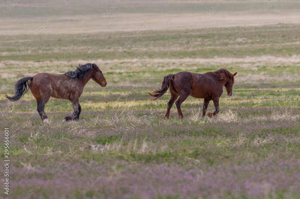 Fototapeta premium Wild Horses in Spring in the Utah Desert