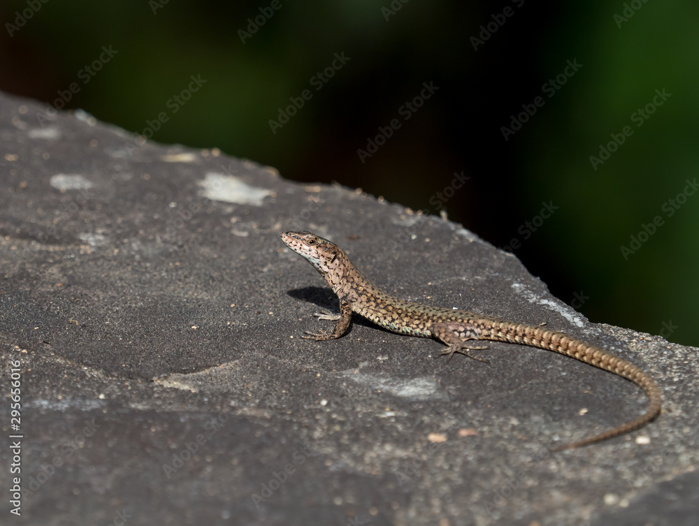 Wall Lizard in Andalucia Wall Lizard in Andalucia