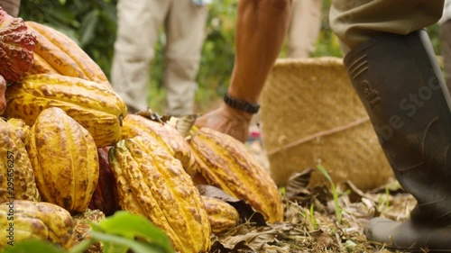 Detail Shot Of Man Guide Showing Tourists Cocoa Fruits On The Ground