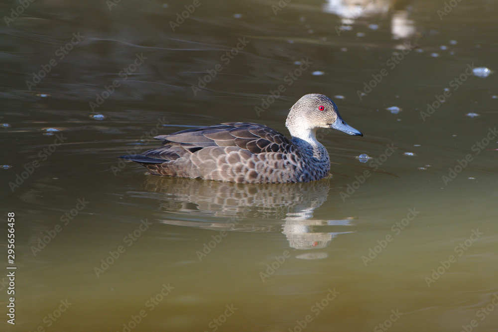 A grey Teal o the Moore River at Regans Ford, Western Australia A grey Teal o the Moore River at Regans Ford, Western Australia