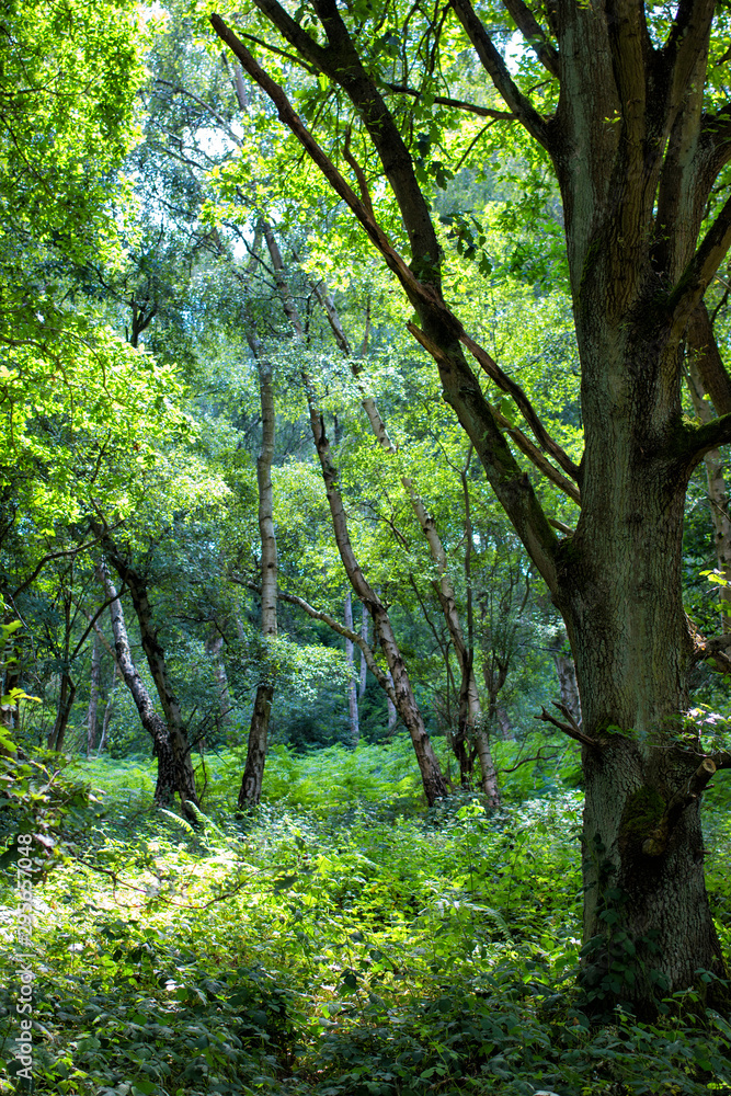 Green trees in Sherwood Forest. Sunlit forest glades of birdsong and peace. The ancient ‘Robin Hood’ woodland of oak and birch trees. Green trees in Sherwood Forest. Sunlit forest glades of birdsong and peace. The ancient ‘Robin Hood’ woodland of oak and birch trees.