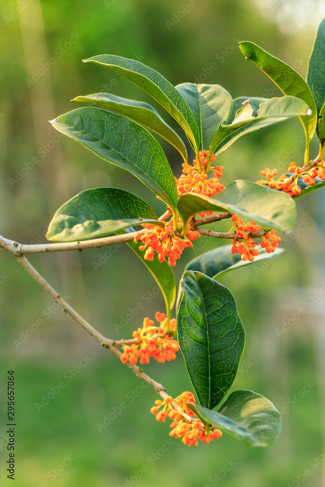 Red osmanthus blossoms on osmanthus tree Red osmanthus blossoms on osmanthus tree