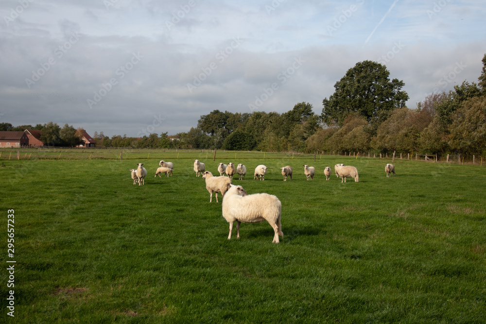 Obraz premium schafe auf wiese