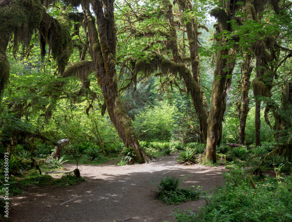 Fototapeta premium Hoh Rain Forest, located near the Olympic Peninsula in western Washington State, North America. Hall of Mosses trail, American National Park. Protected Rain Forest with Giant Trees