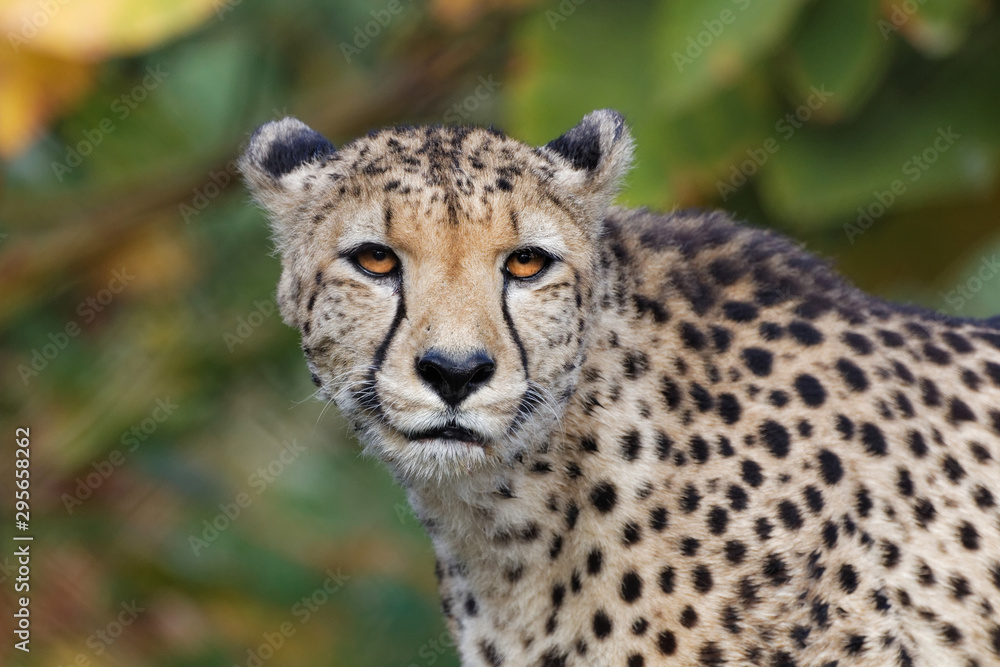 Fototapeta premium Vieux guépard en gros plan