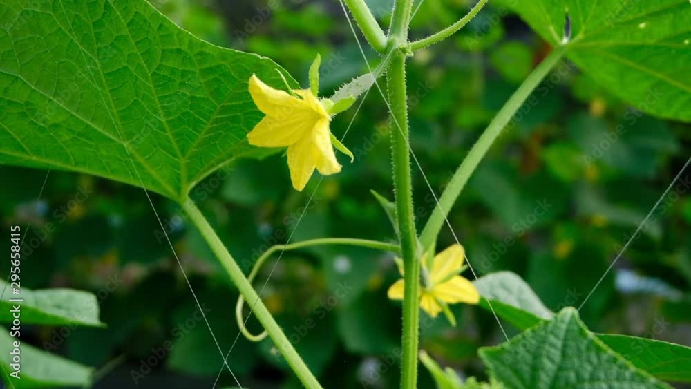 Cucumbers growing on the vine in garden. Organic farming concept Cucumbers growing on the vine in garden. Organic farming concept