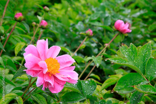 peony flowers in a garden