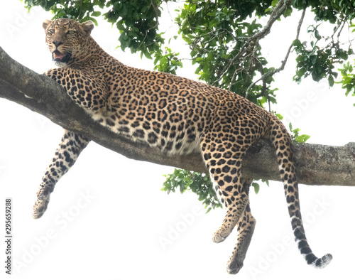 leopard on a branch