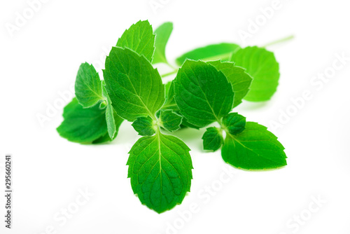 Fresh mint leaves herb isolated