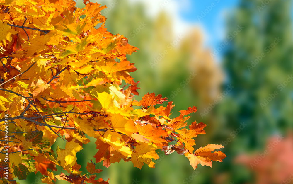 Colorful foliage autumn leaves fall background Colorful foliage autumn leaves fall background