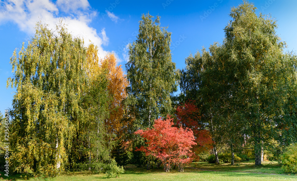 autumn scene in park with yellow and red trees