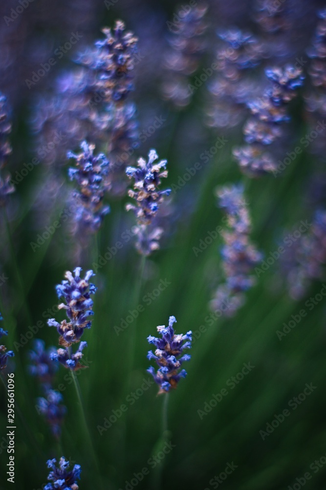 Obraz premium Blüten