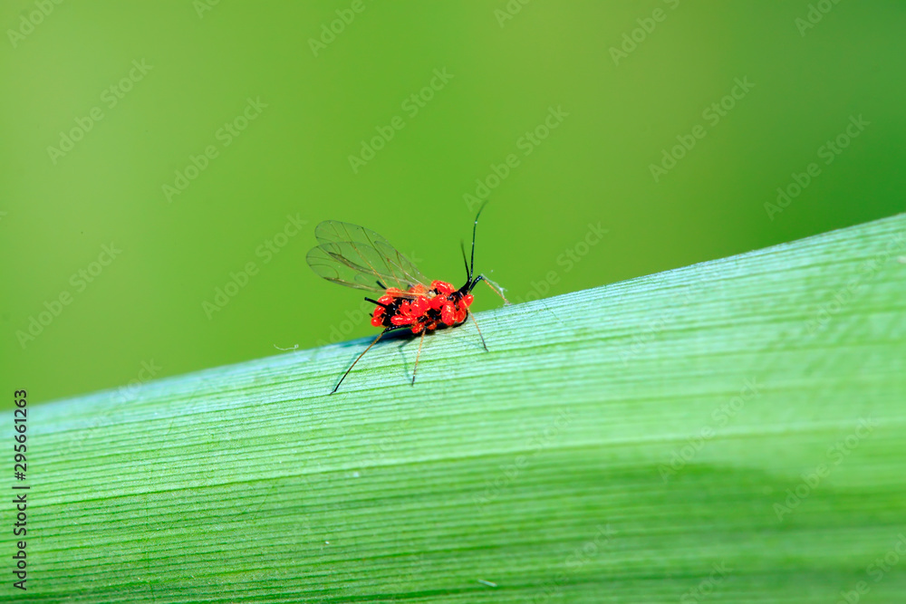 Fototapeta premium Red tube aphid and cinnabar leaf mites