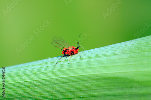 Red tube aphid and cinnabar leaf mites photo