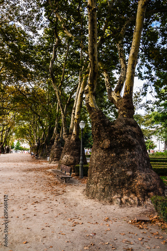 Alley with plane trees in Cordoaria's Garden in Porto. Platanus with unusually thickened trunks photo